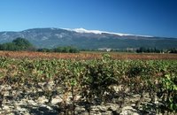 Provence - Wein aus der Provence