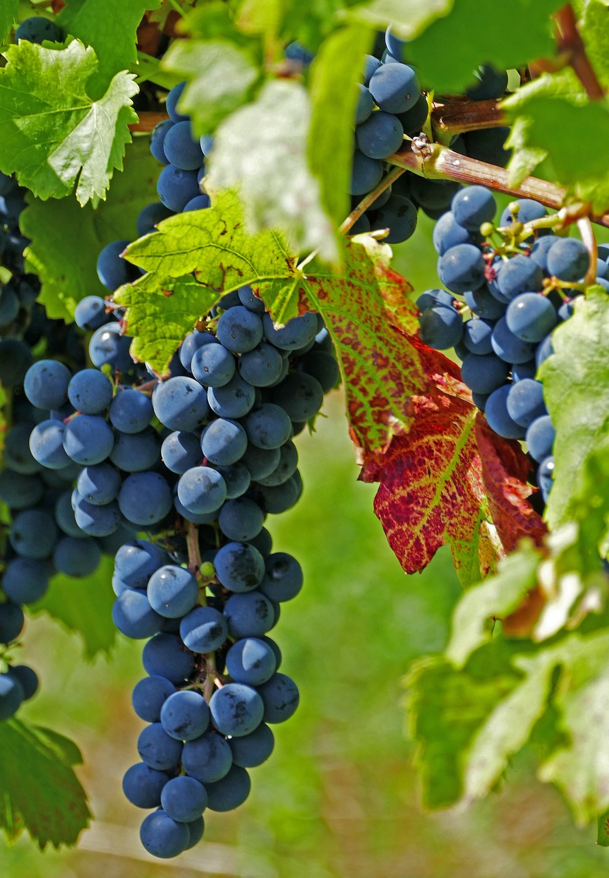 Pinot Noir: Die Diva unter den Rebsorten und ihre Faszination